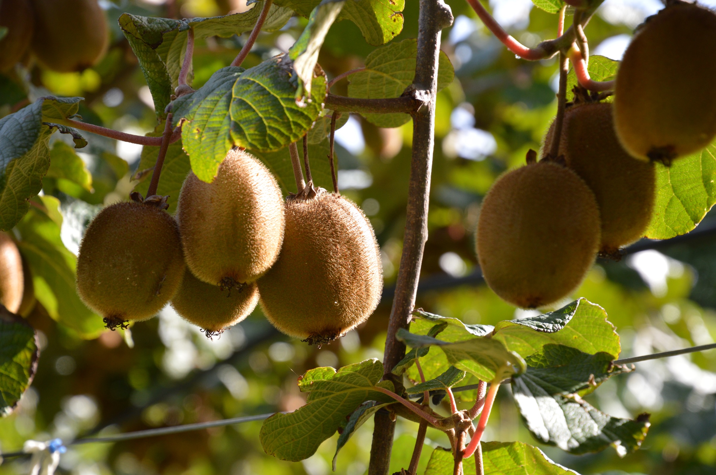 Kiwis, Redcliffe Homestead, Hawke's Bay, New Zealand