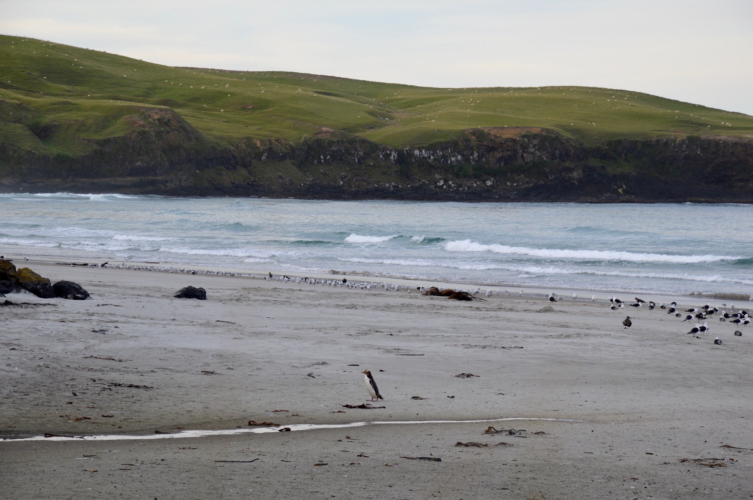 Yellow-eyed Penguin, Otago Peninsula, New Zealand