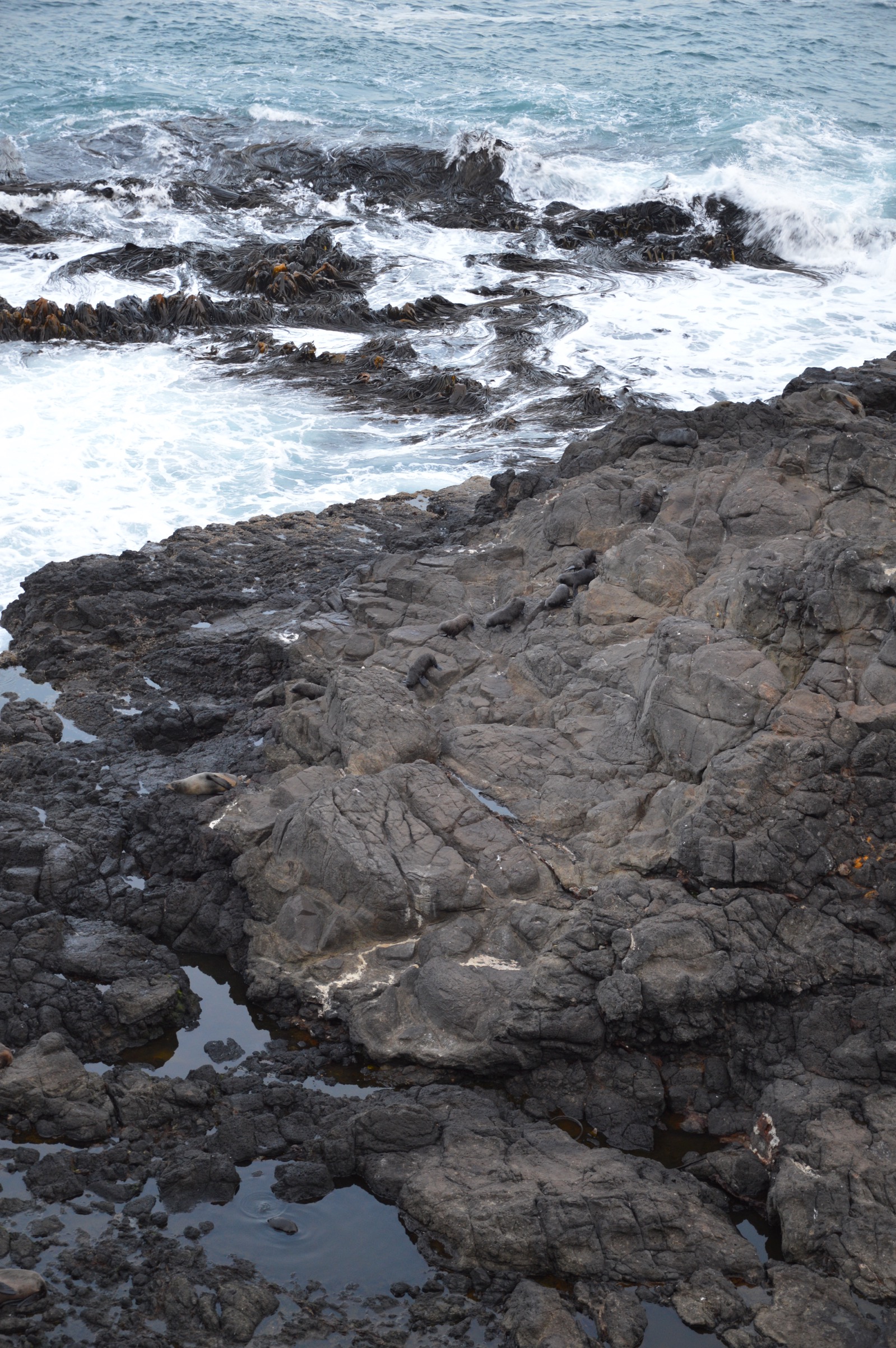 New Zealand Fur Seals, Otago Peninsula, New Zealand