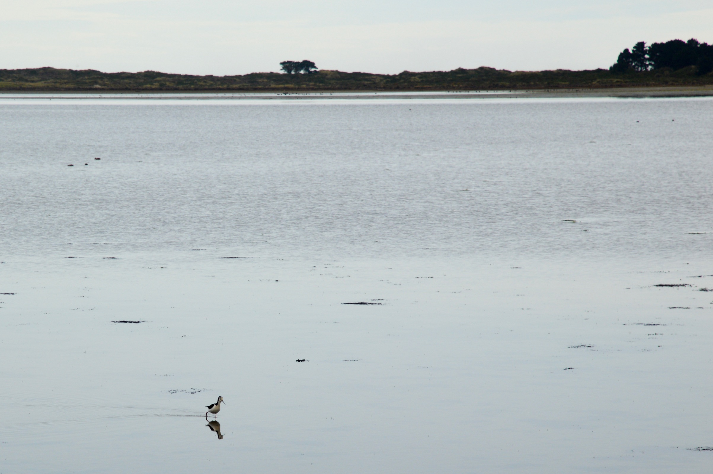 Bird walking on water on the Otago Peninsula, New Zealand