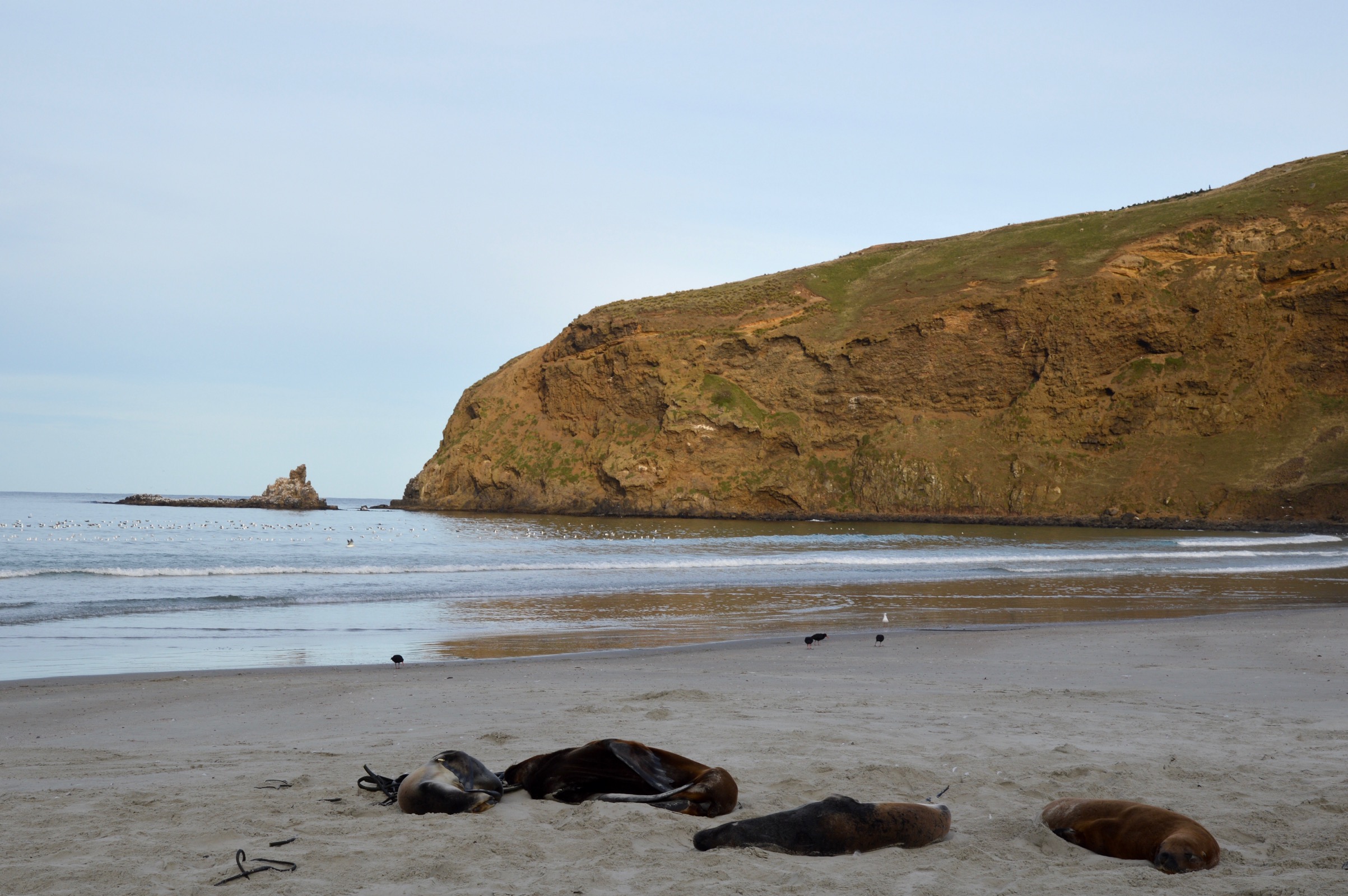 Hooker's Sea Lions, Otago Peninsula, New Zealand