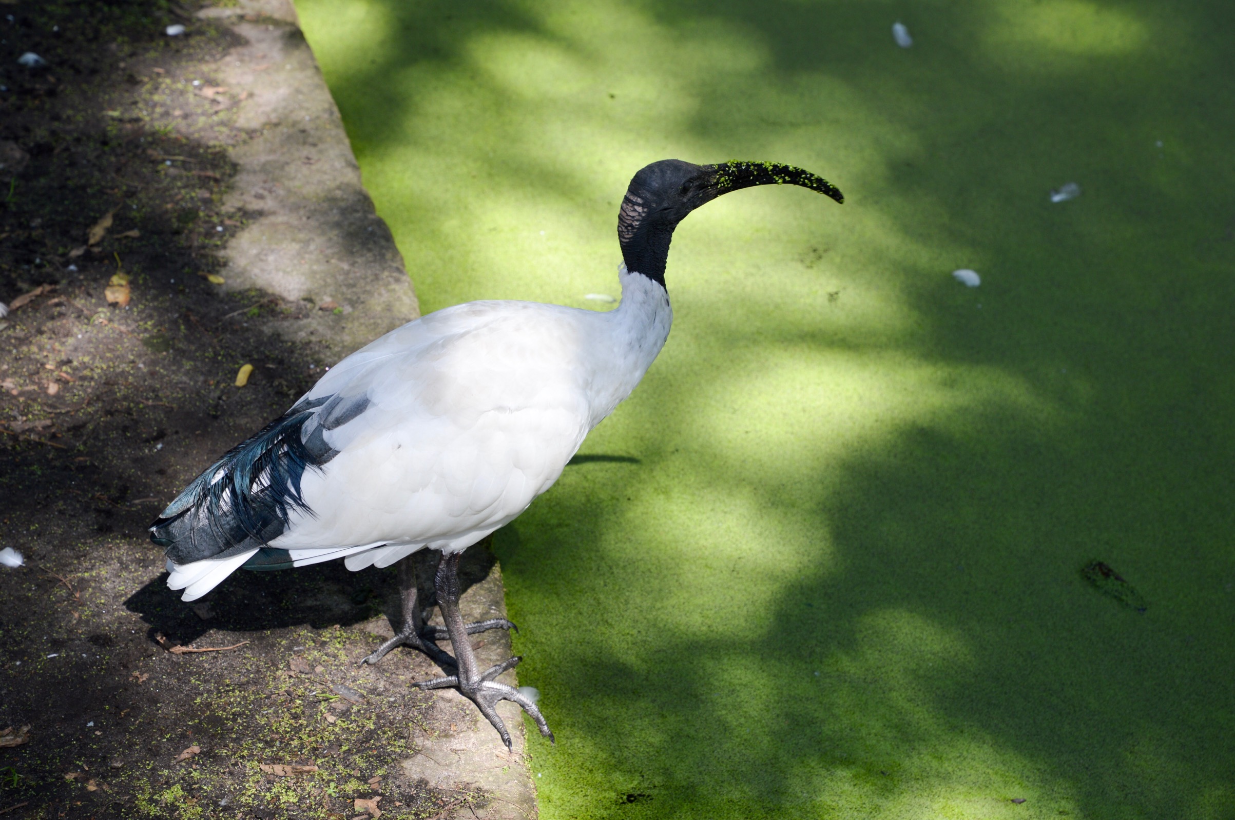 Australian white ibis, Sydney, Australia