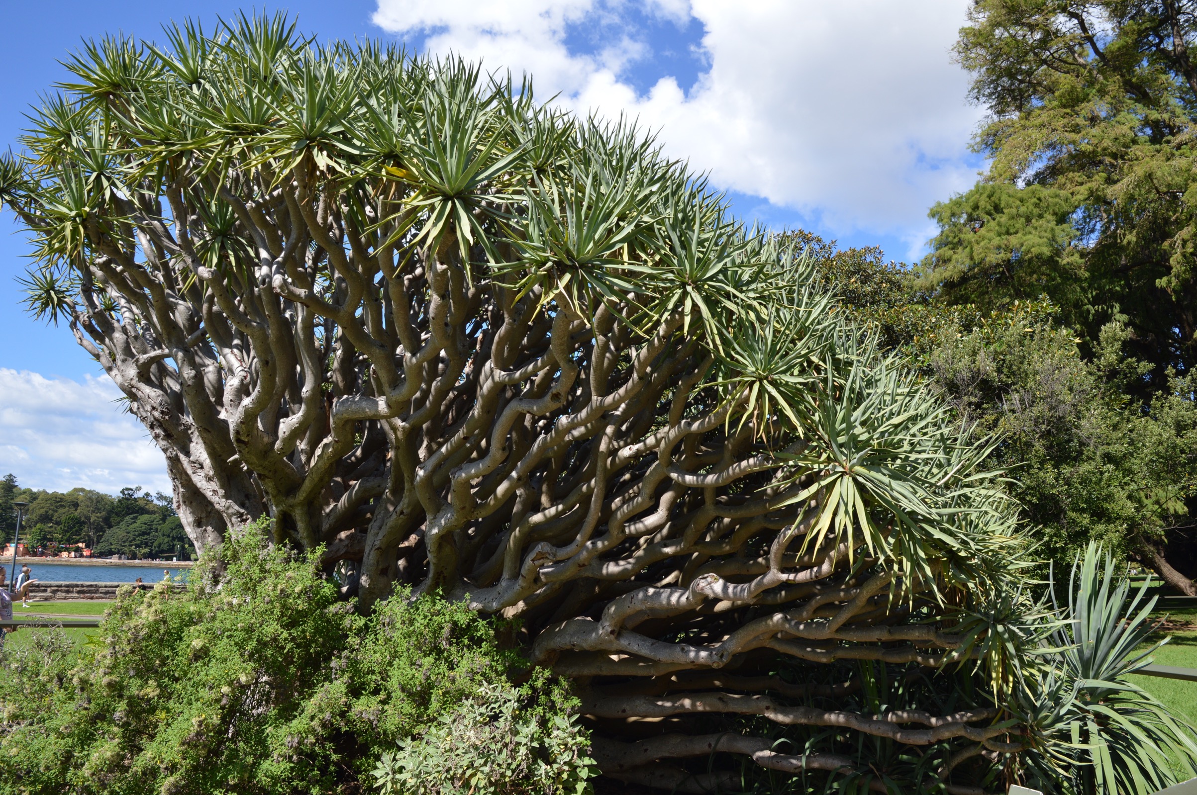 Dracaena draco tree, Royal Botanic Gardens, Sydney, Australia