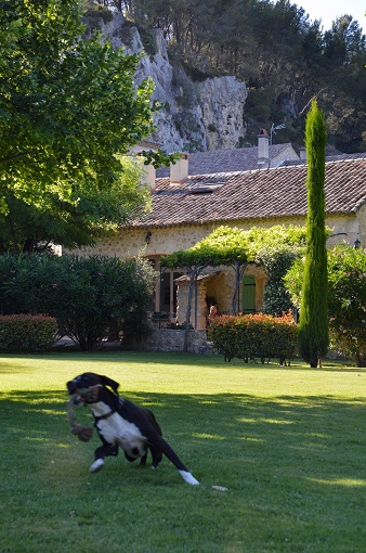 Dog playing at the Moulin de la Roque in Noves, France