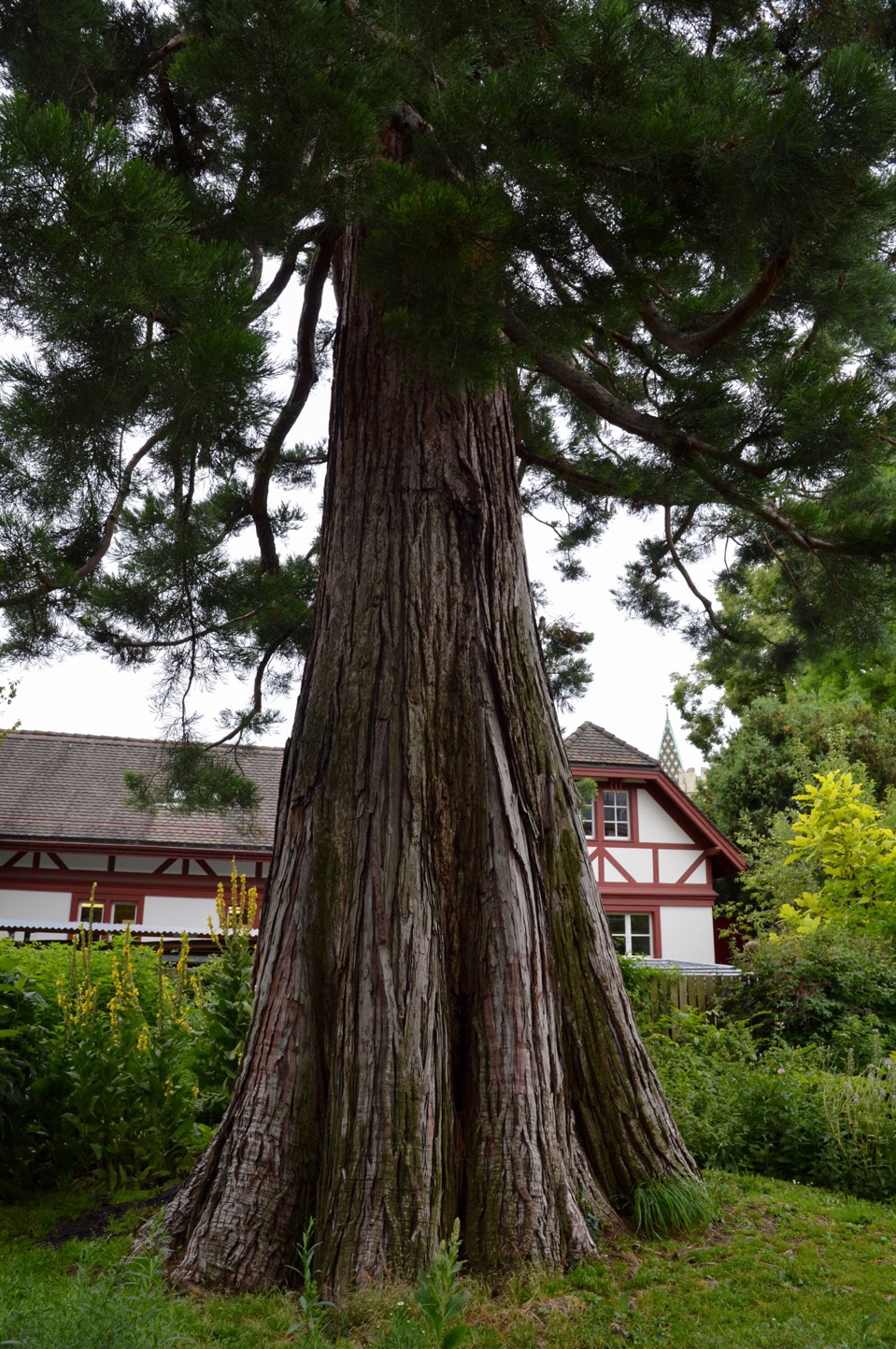 Tree, Universität Basel Botanical Garden, Switzerland