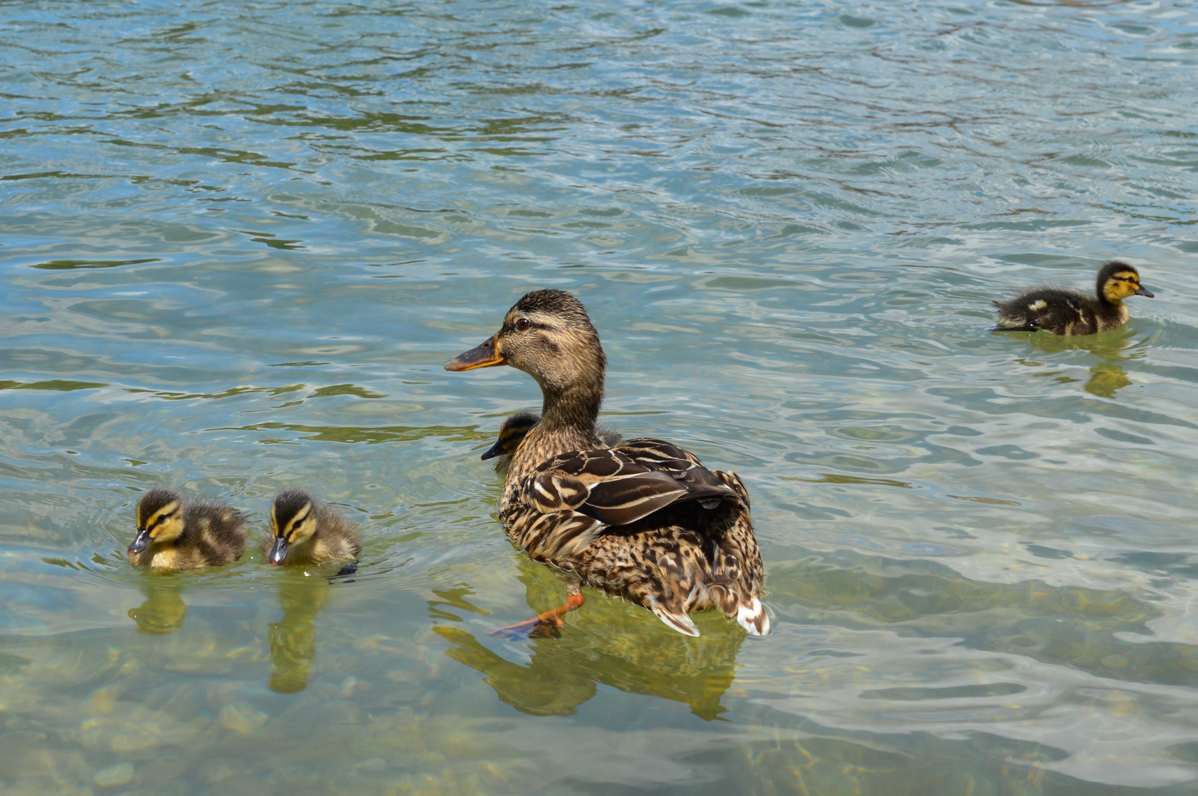 Ducks, Rhine River, Basel, Switzerland