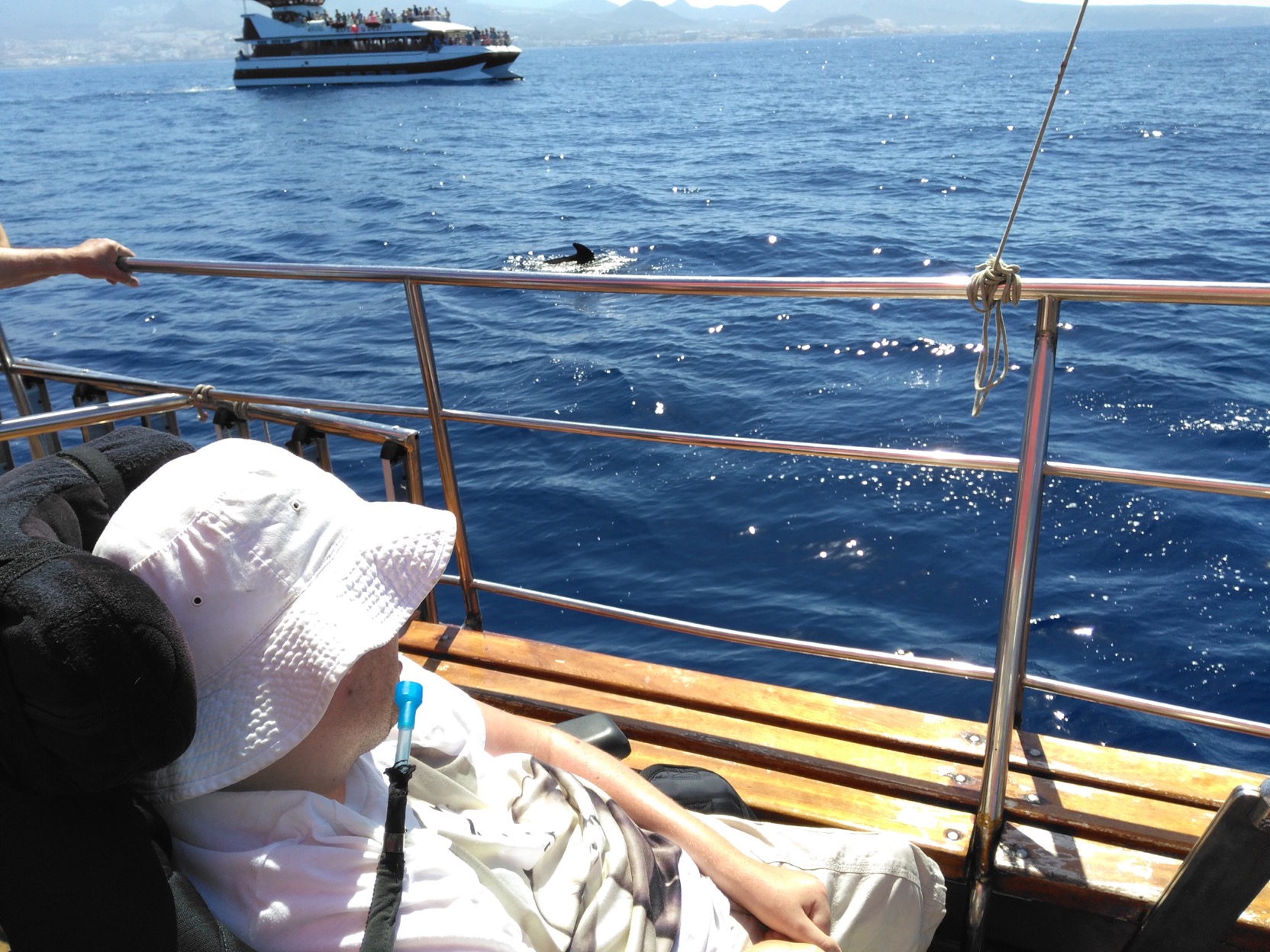 Wheelchair accessible things to do in Tenerife: dolphin watching