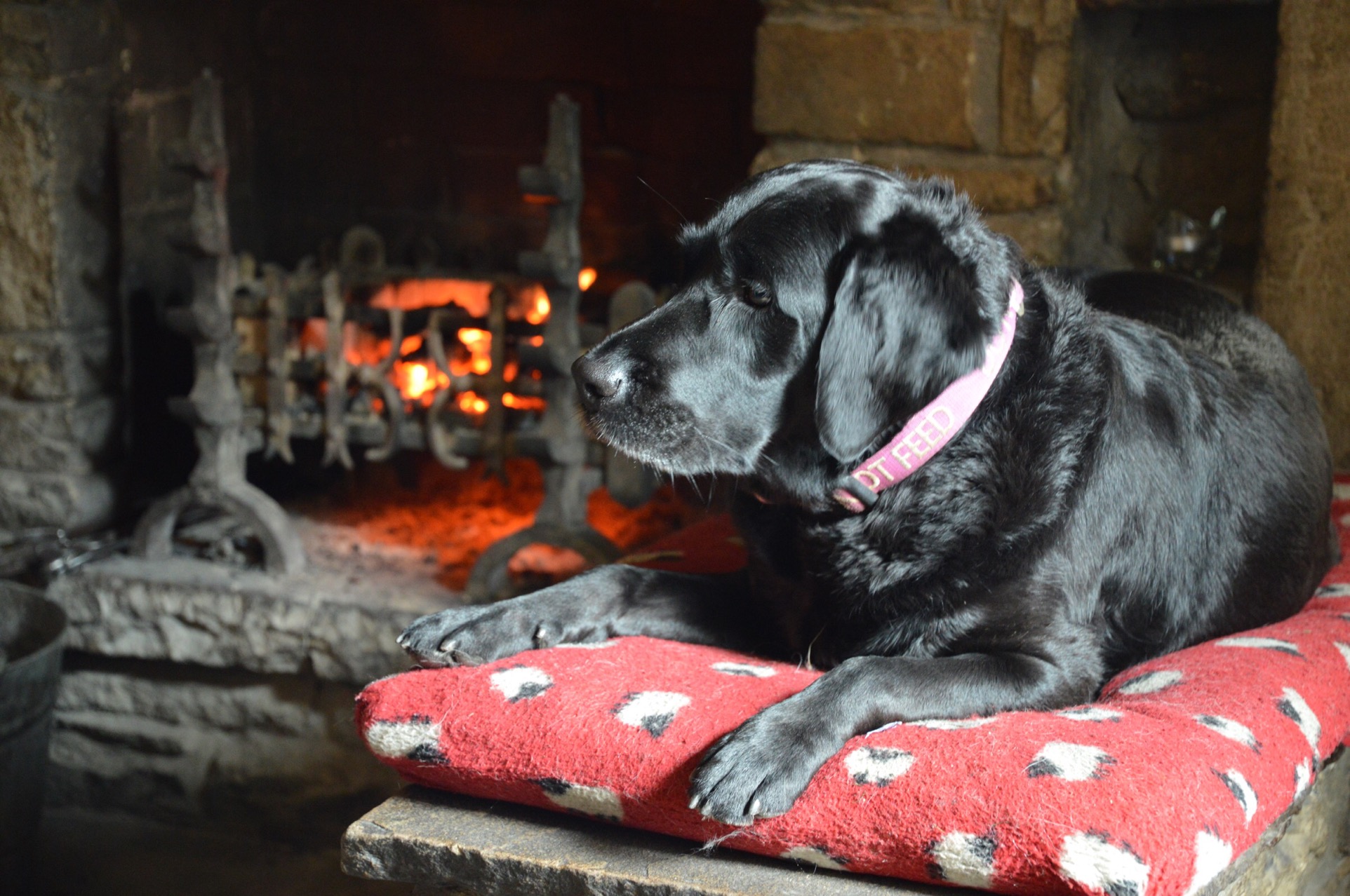 Dog, Tan Hill Inn, North Yorkshire, UK