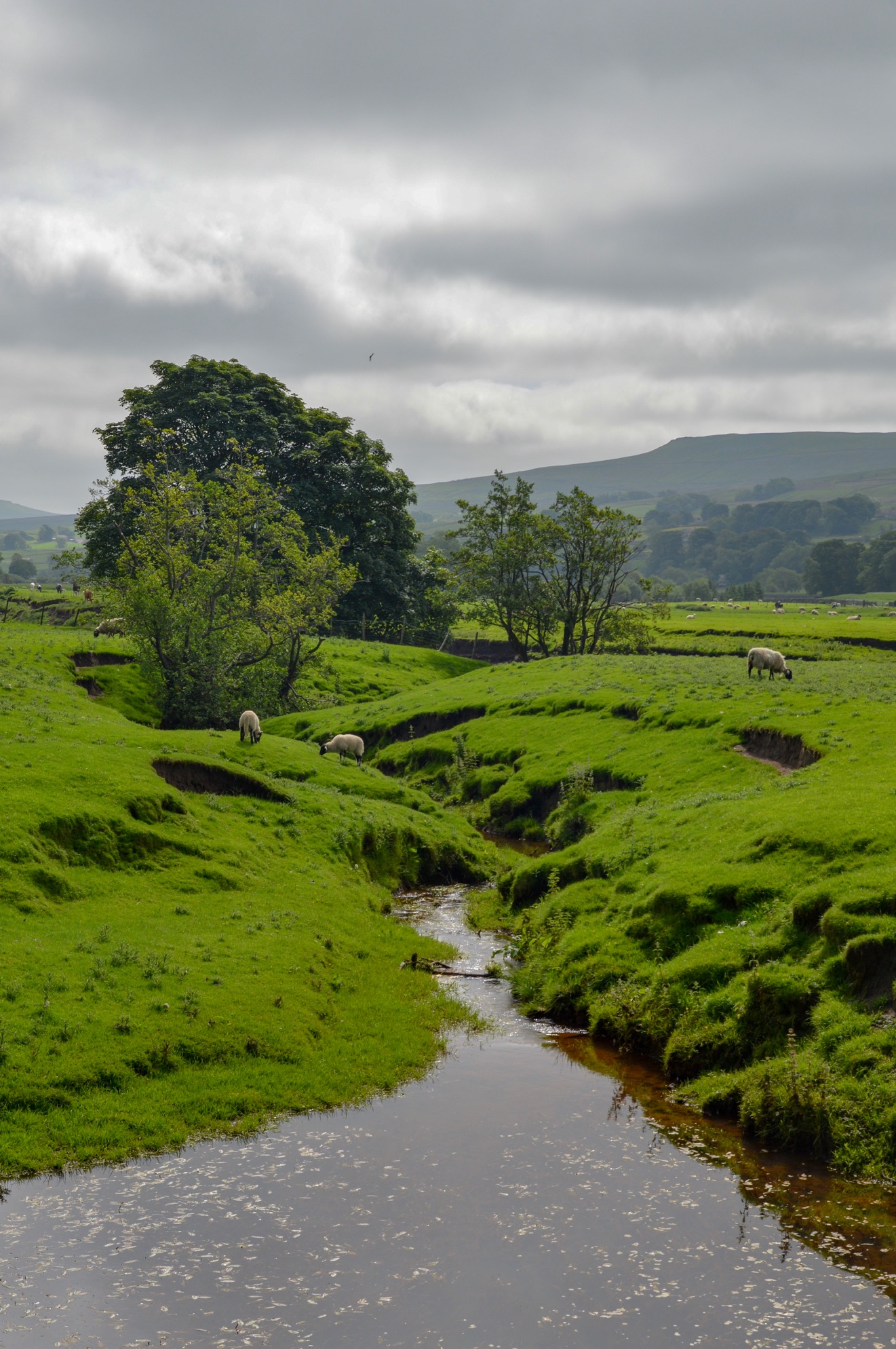 Sheep, Yorkshire Dales, UK