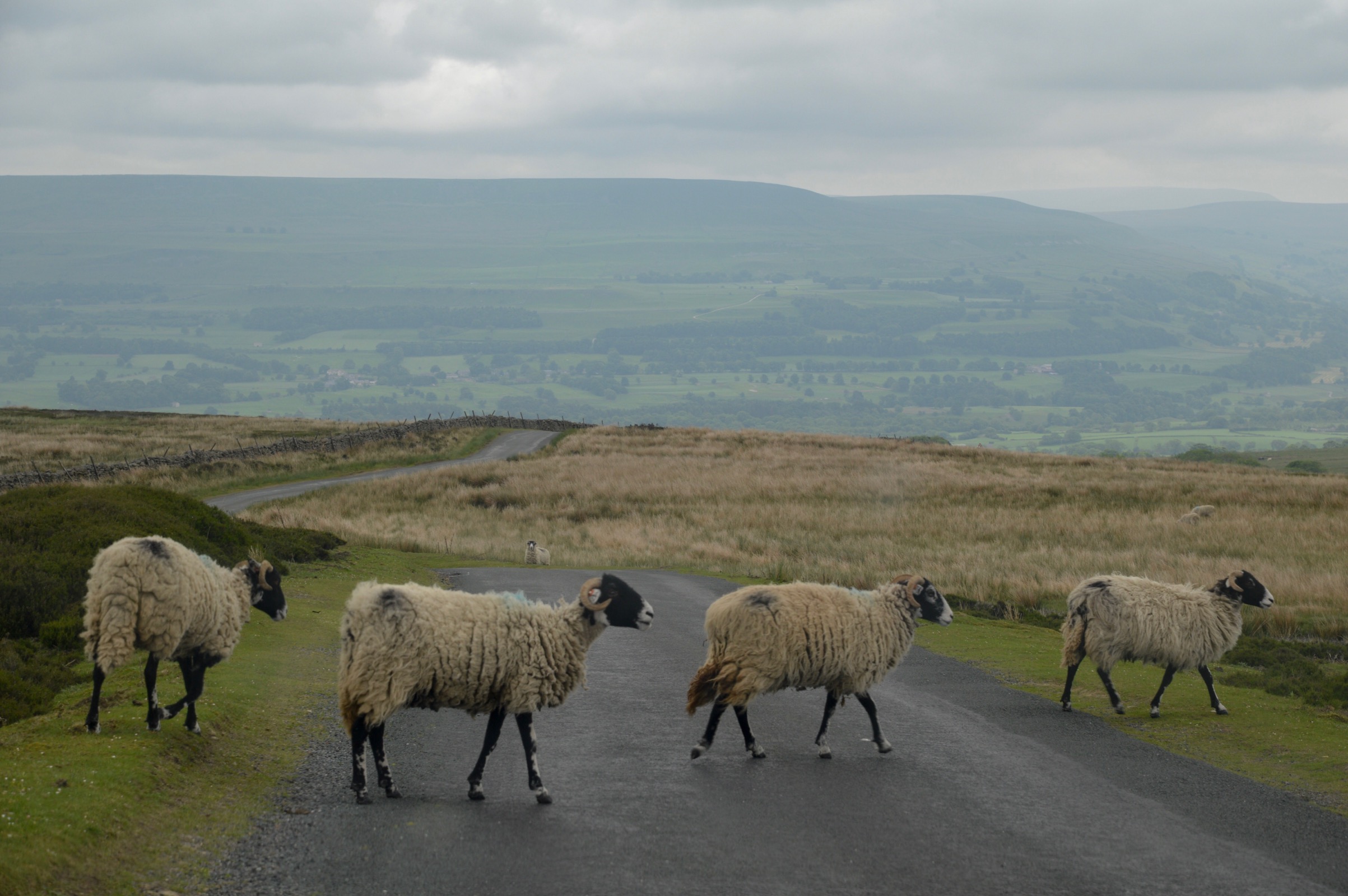 Sheep, Yorkshire Dales, UK