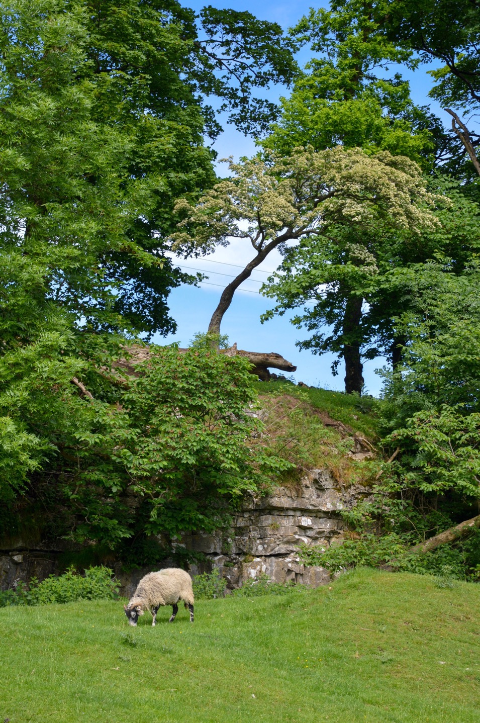 Sheep, Yorkshire Dales, UK
