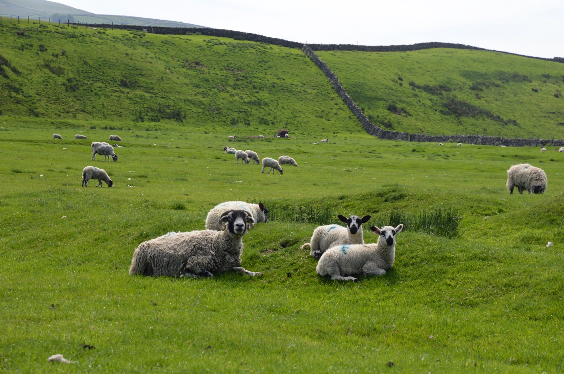 Sheep, Yorkshire Dales, UK