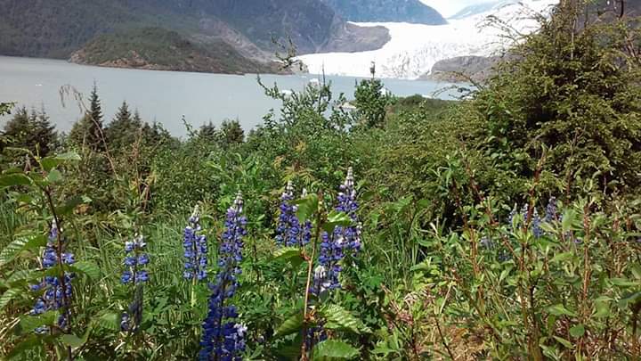 Purple flowers in front of Menenhall Glacier in Juneau, Alaska; an accessible cruise excursion