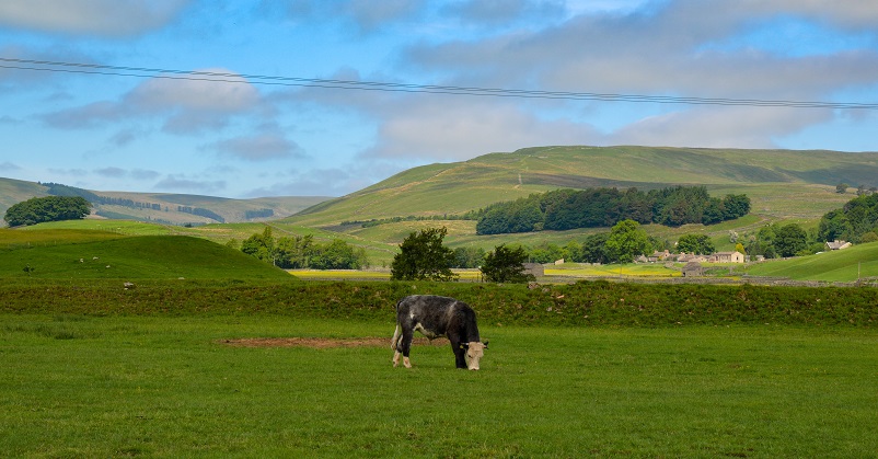Cow enjoying a Yorkshire Dales holiday