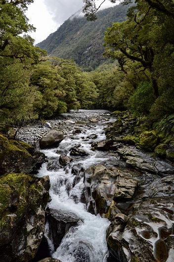 Water rushing over rocks, surrounded by green trees, at the Chasm on the drive to Milford Sound, NZ