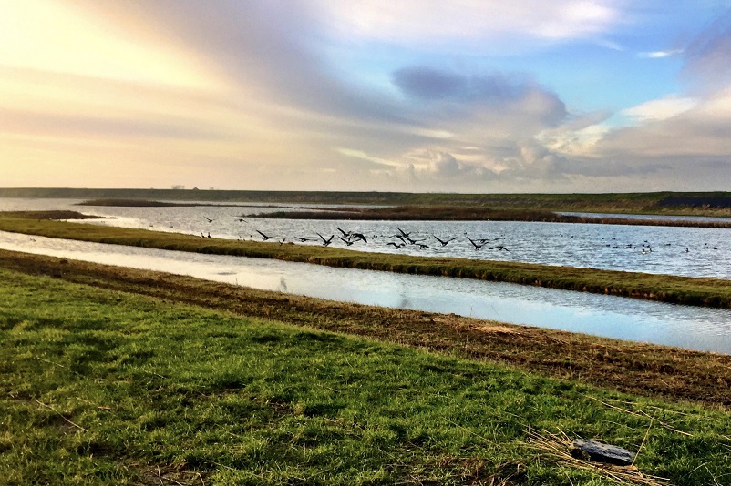 Birds flying in front of the Wadden Sea on Texel, the Netherlands