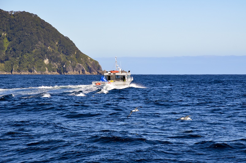 Two royal albatross flying after a small boat in Doubtful Sound, NZ