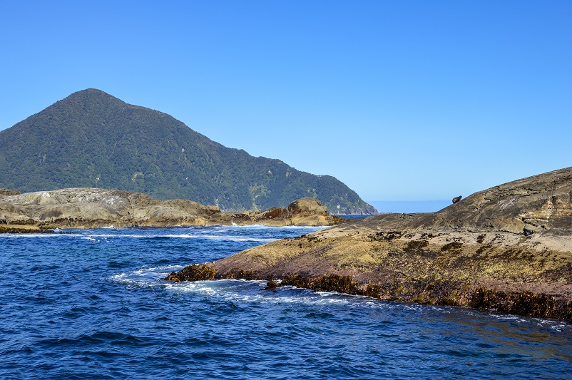 Fur seals lounging on a rock as seen from a Doubtful Sound cruise