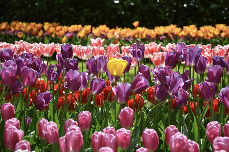 One yellow tulip amongst other colored tulips at Keukenhof