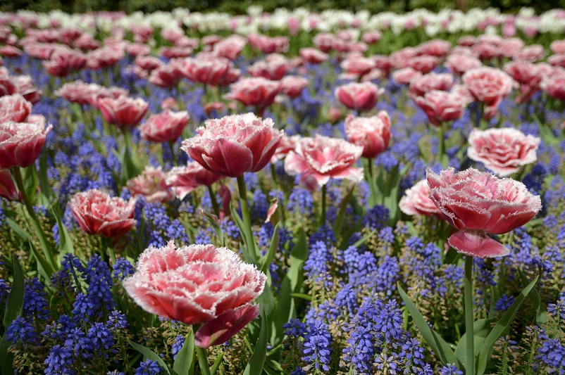 Pink and purple tulips at Keukenhof