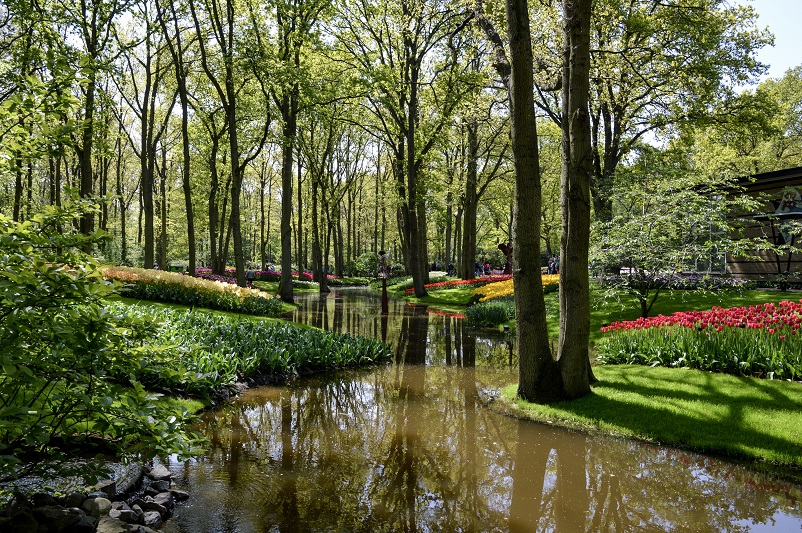 Forested area with water surrounded by Keukenhof tulips