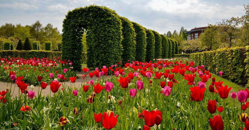 Red and pink tulips in front of a tunnel of hedges at Keukenhof gardens