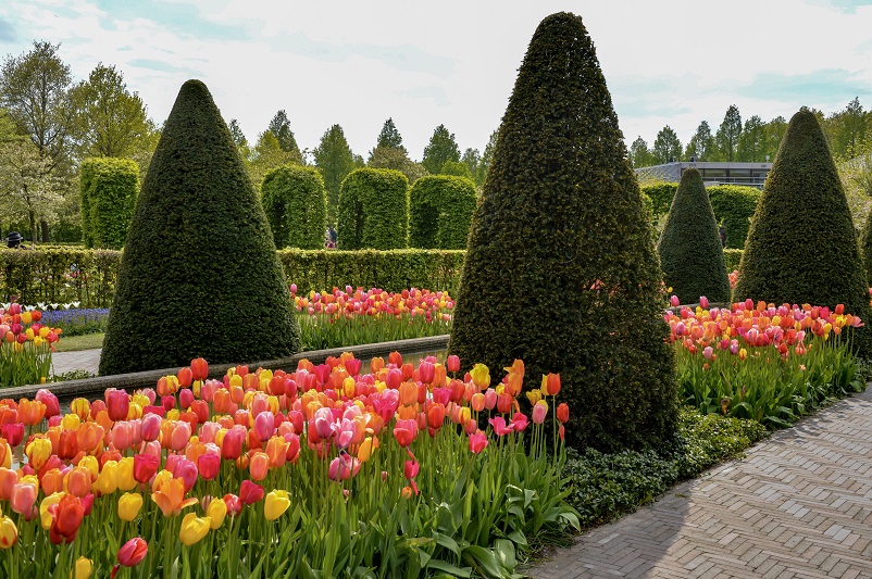 Yellow and pink and orange tulips at Keukenhof surrounded by manicured green trees