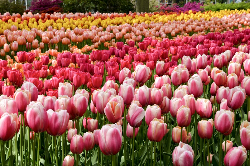 Pink and yellow Keukenhof tulips