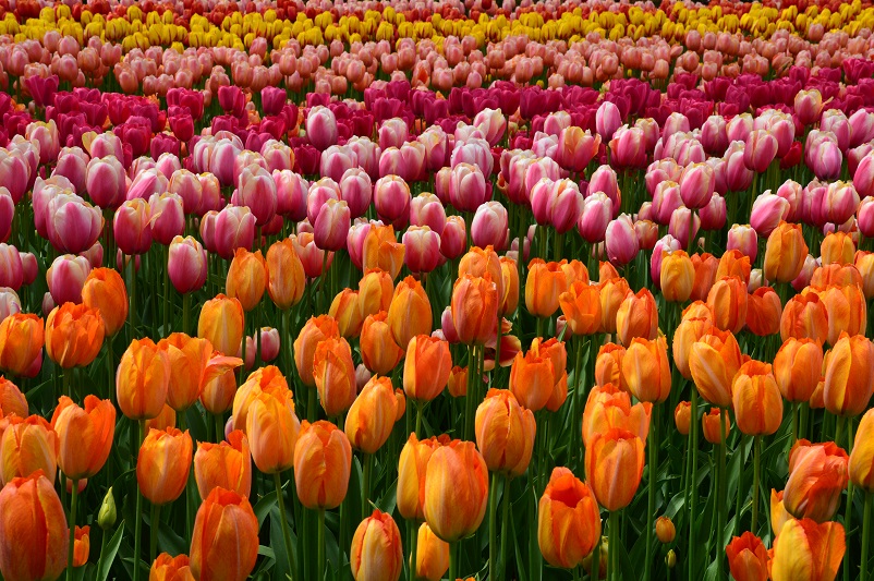 Pink and orange Keukenhof tulips