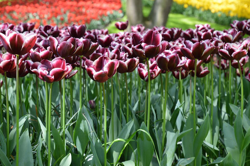 Purple and white Keukenhof tulips