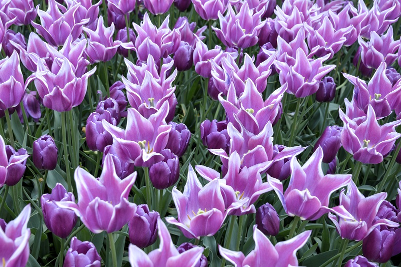Bright purple pointy Keukenhof tulips
