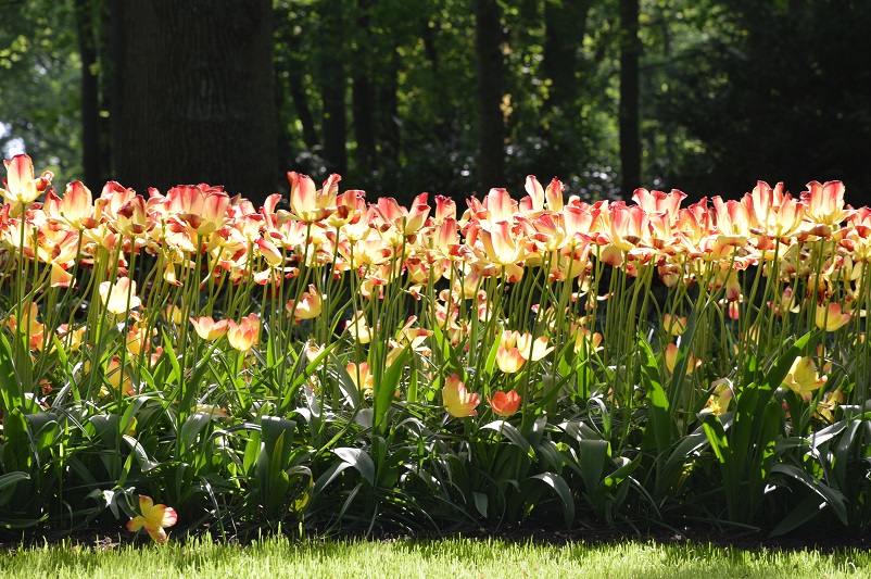 Bright yellow and pink Keukenhof tulips