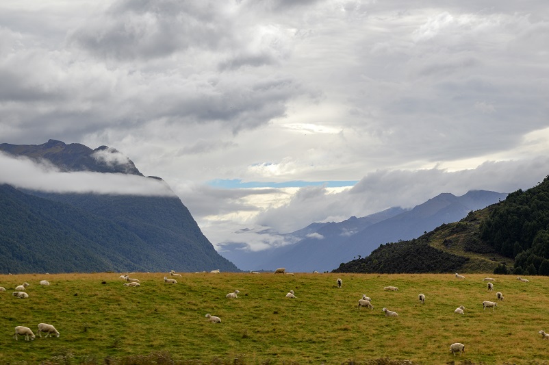 Sheep grazing on green grass in front of mountains and clouds on the drive from Te Anau to Milford Sound in NZ