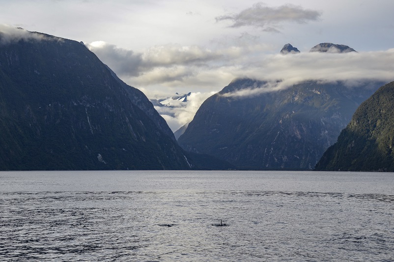 Two dolphins in the water in front of big mountains and clouds at Milford Sound