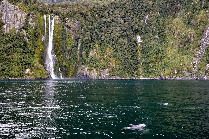 Dolphins and waterfalls seen on a Milford Sound cruise in NZ