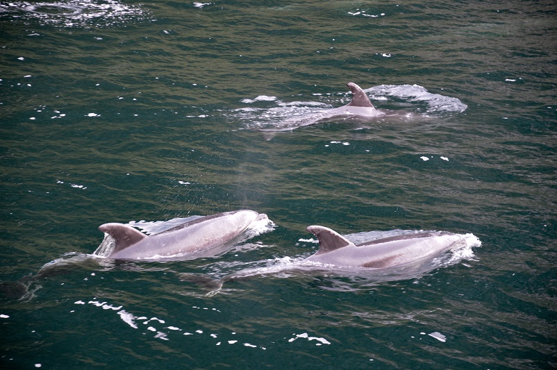 Close up of three dolphins in Milford Sound