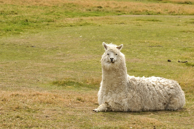 Alpaca making a funny face in New Zealand