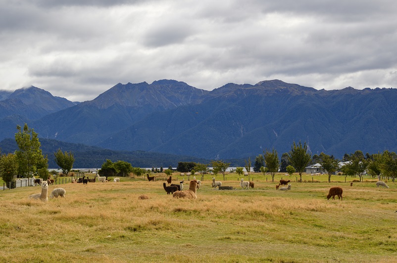 Alpacas sitting and standing in grass in front of mountains in Te Anau, New Zealand