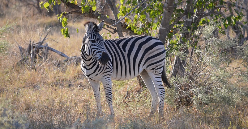 A zebra standing in the bush in Botswana, Africa