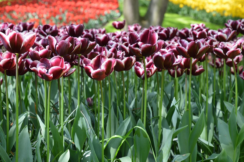 Dark purple tulips at Keukenhof in the Netherlands