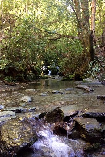 Stream rushing over rocks in a forest in Arrowtown, NZ