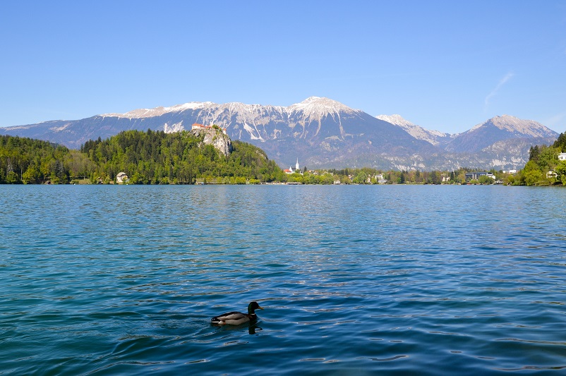 A single duck on Lake Bled with a castle and mountains in the background