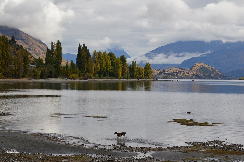 Dogs playing on Lake Wanaka, NZ