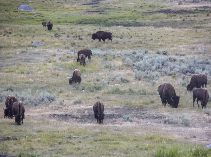 Buffalo grazing in Yellowstone National Park