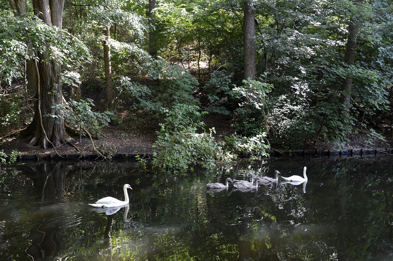 Six swans swimming on water in Tiergarten in Berlin