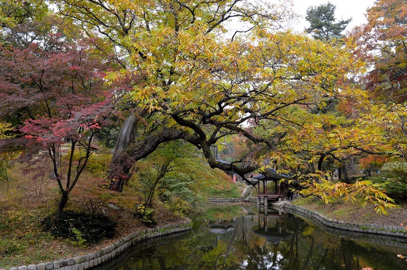 Trees with yellow and red leaves reaching over a small stream in Seoul, South Korea
