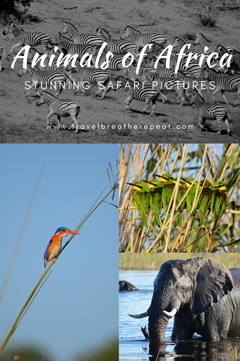 All the animals we saw on our African safari #botswana #zimbabwe #africa #travel #africansafari #animals #wildlifephotography