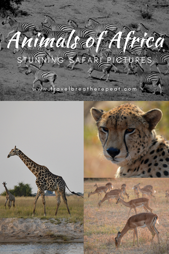 All the animals we saw on our African safari #botswana #zimbabwe #africa #travel #africansafari #animals #wildlifephotography