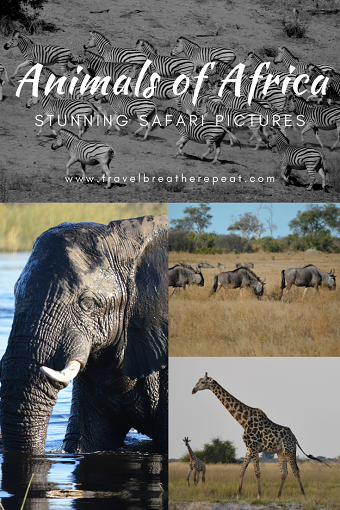 All the animals we saw on our African safari #botswana #zimbabwe #africa #travel #africansafari #animals #wildlifephotography