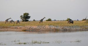 Four giraffes and one elephant: African safari animals